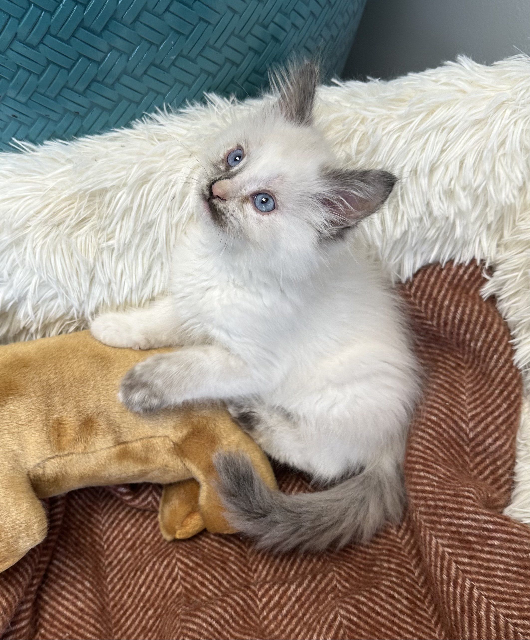 Picture of the Animal Listed