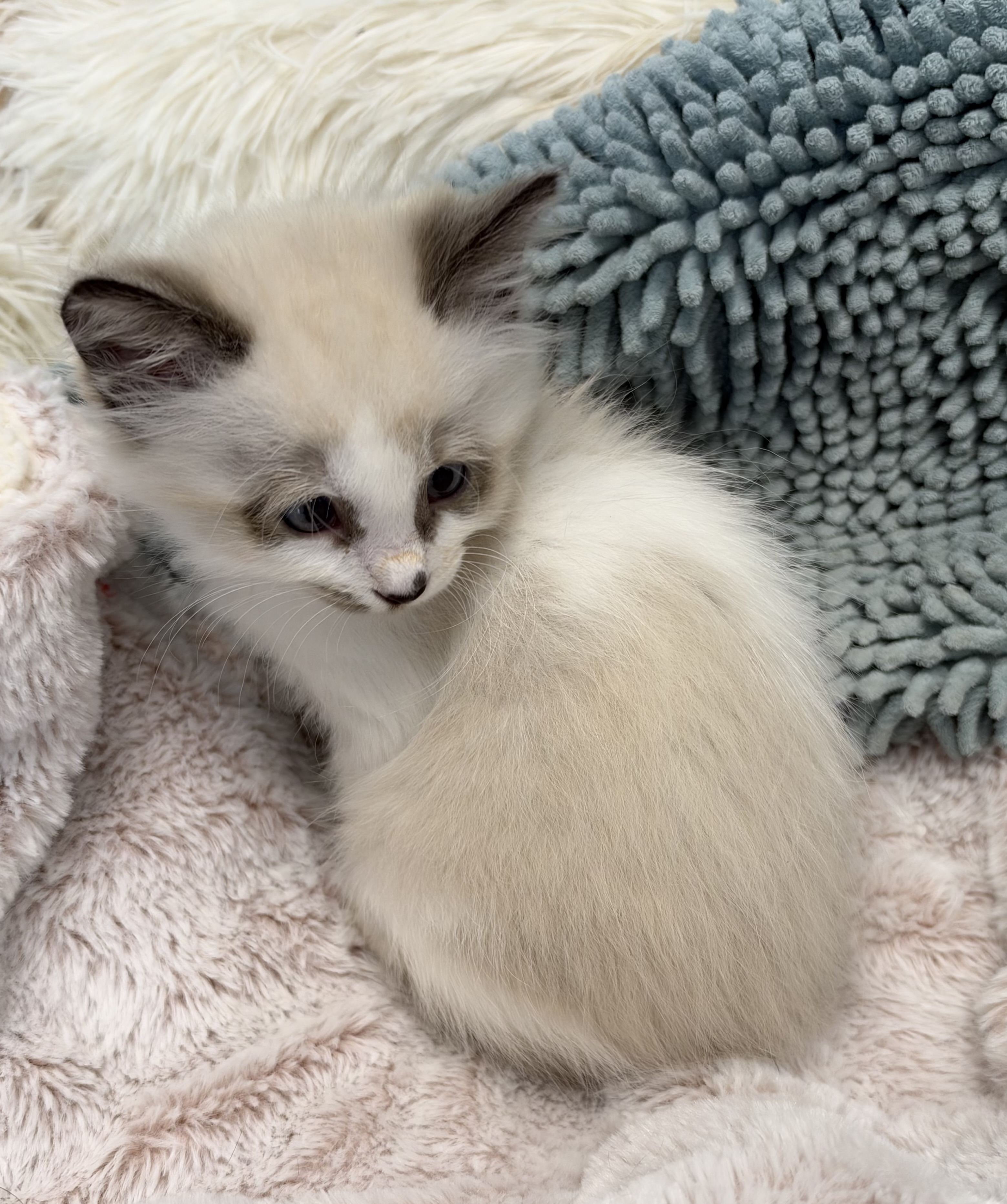 Picture of the Animal Listed