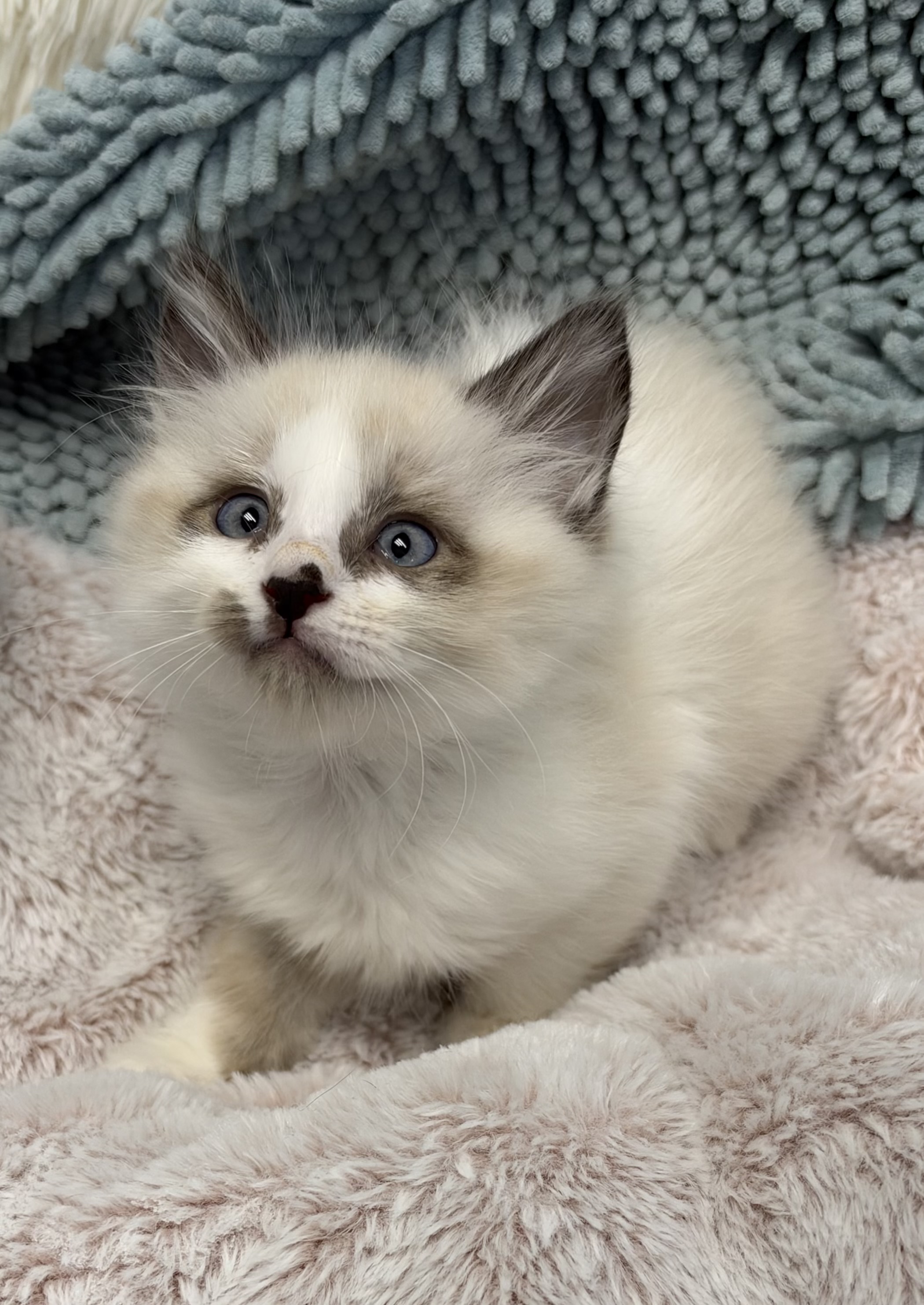 Picture of the Animal Listed