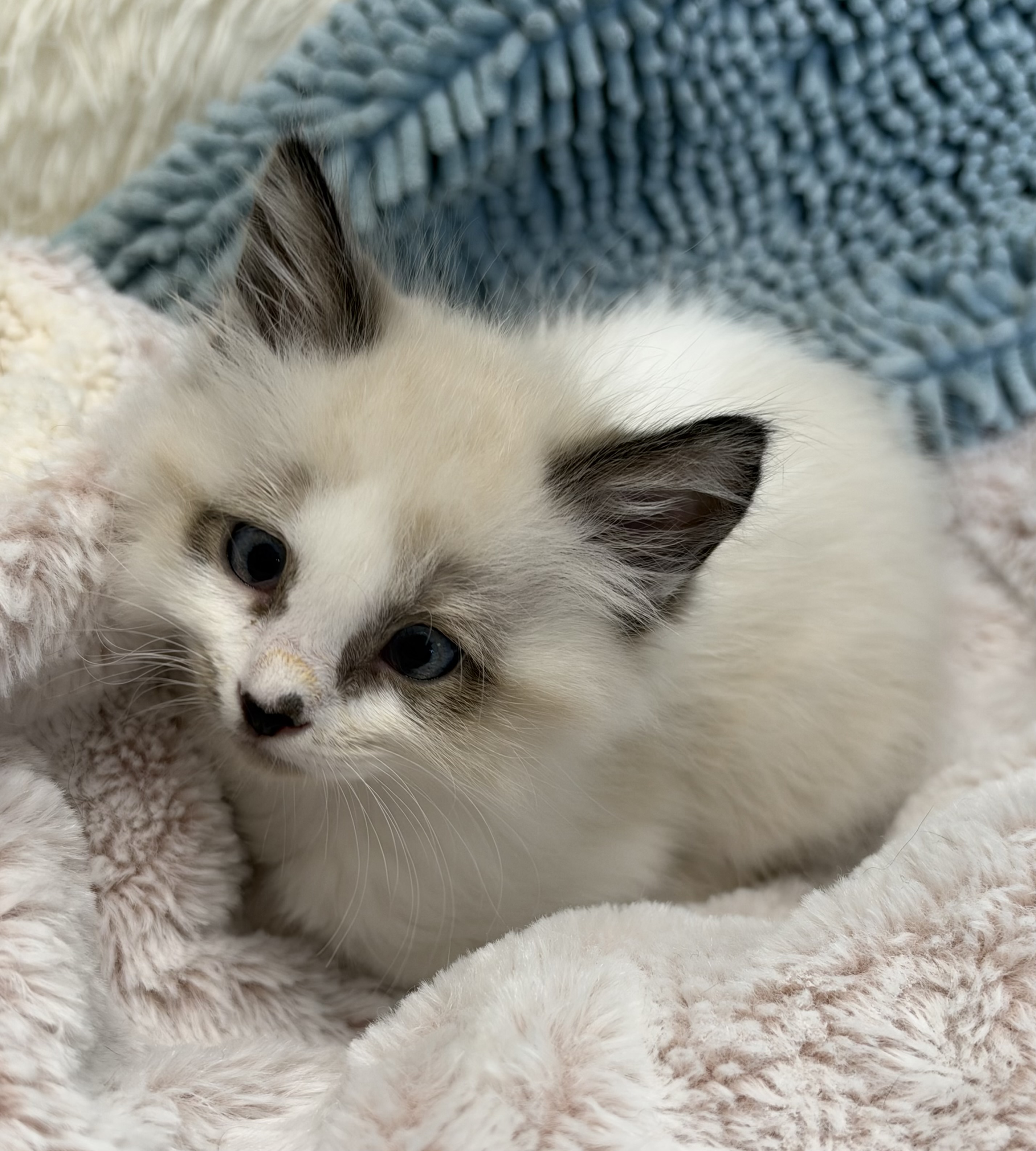 Picture of the Animal Listed