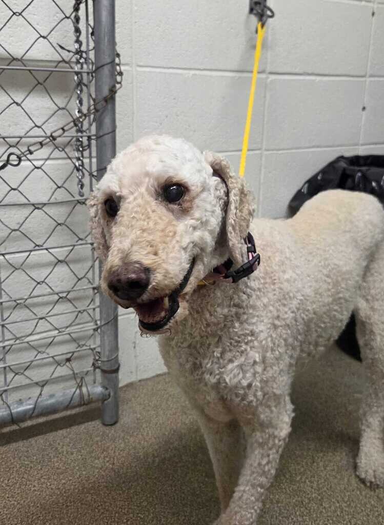 Picture of the Animal Listed