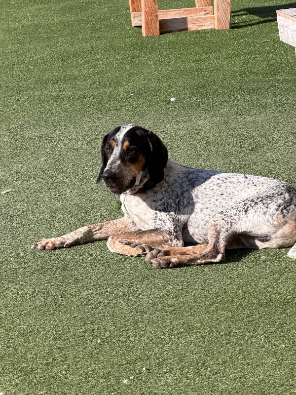 Picture of the Animal Listed