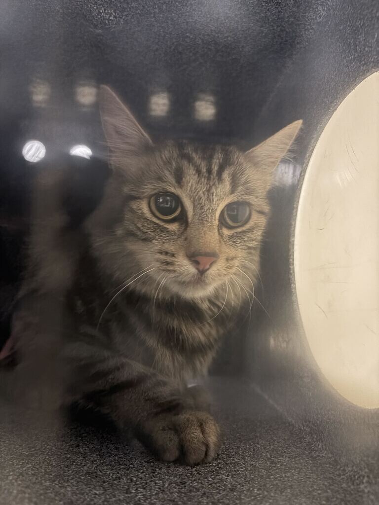 Picture of the Animal Listed