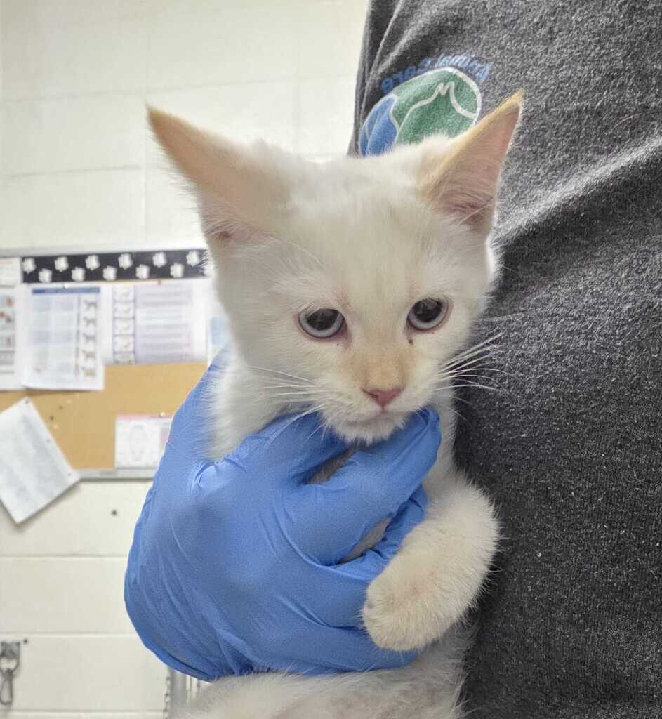 Picture of the Animal Listed