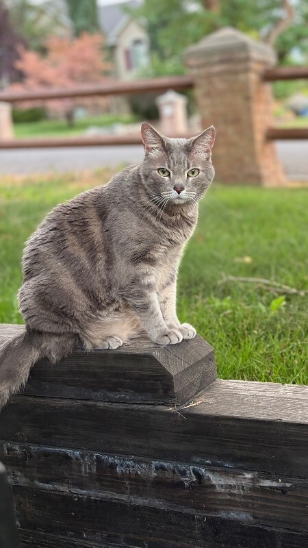 Picture of the Animal Listed