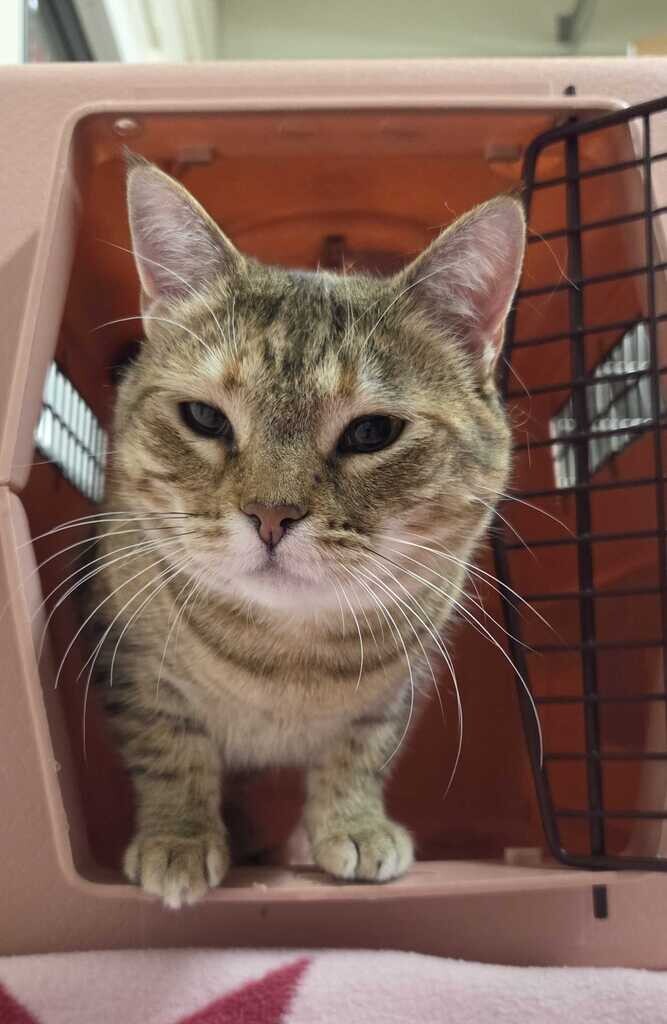 Picture of the Animal Listed