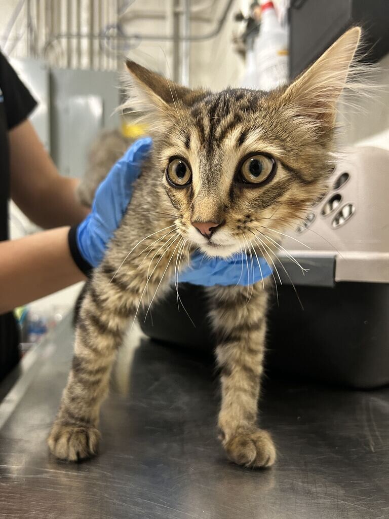 Picture of the Animal Listed