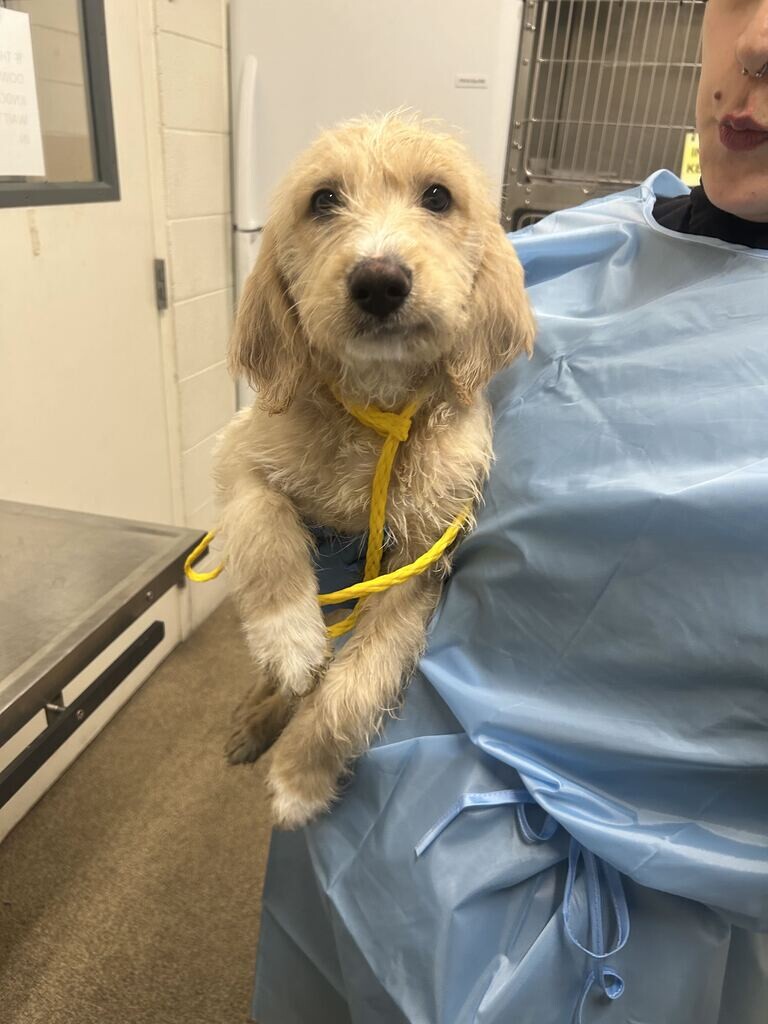 Picture of the Animal Listed