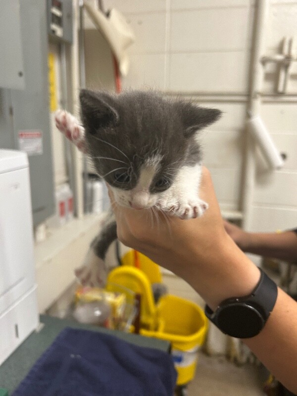 Picture of the Animal Listed
