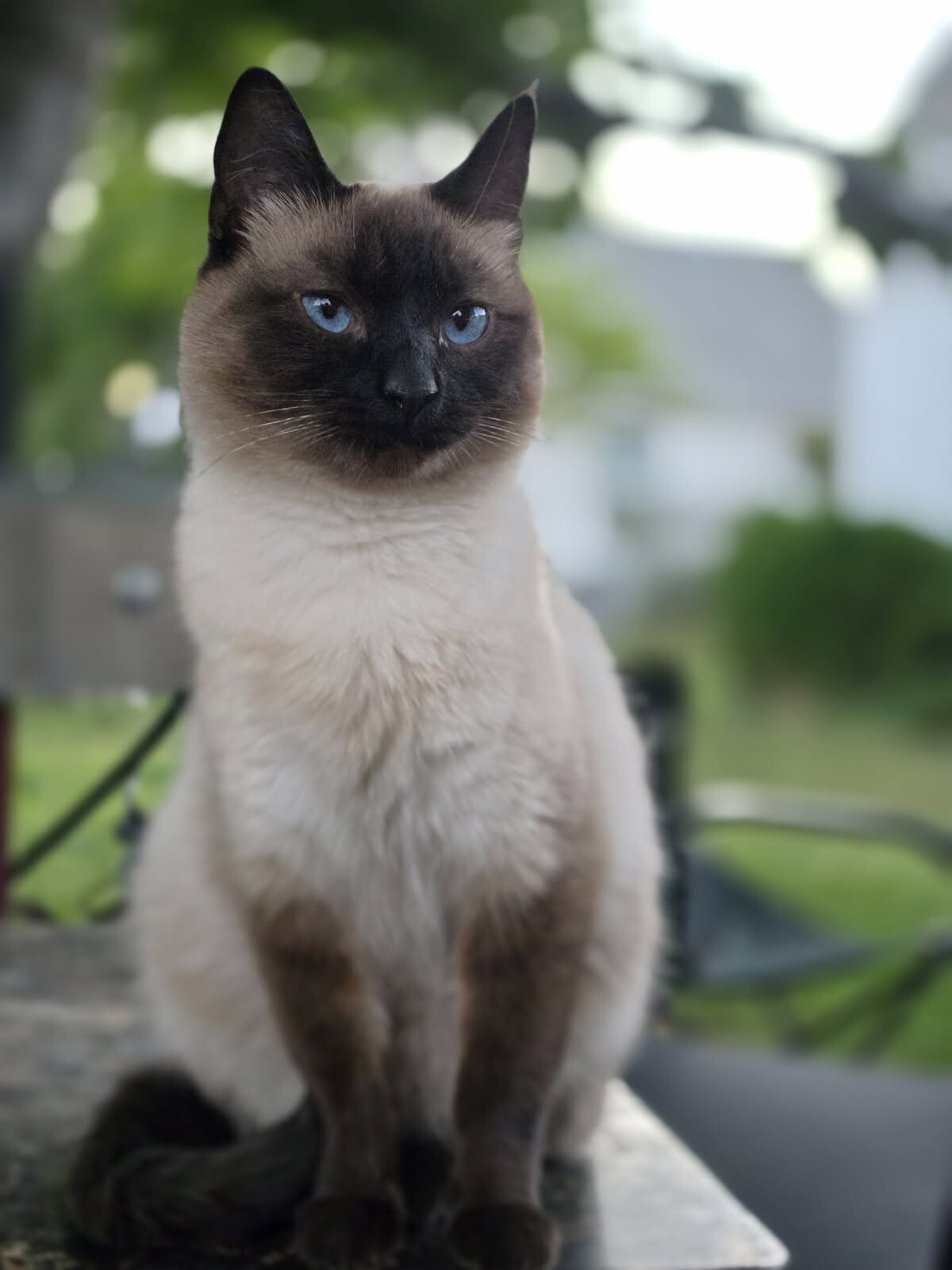 Picture of the Animal Listed