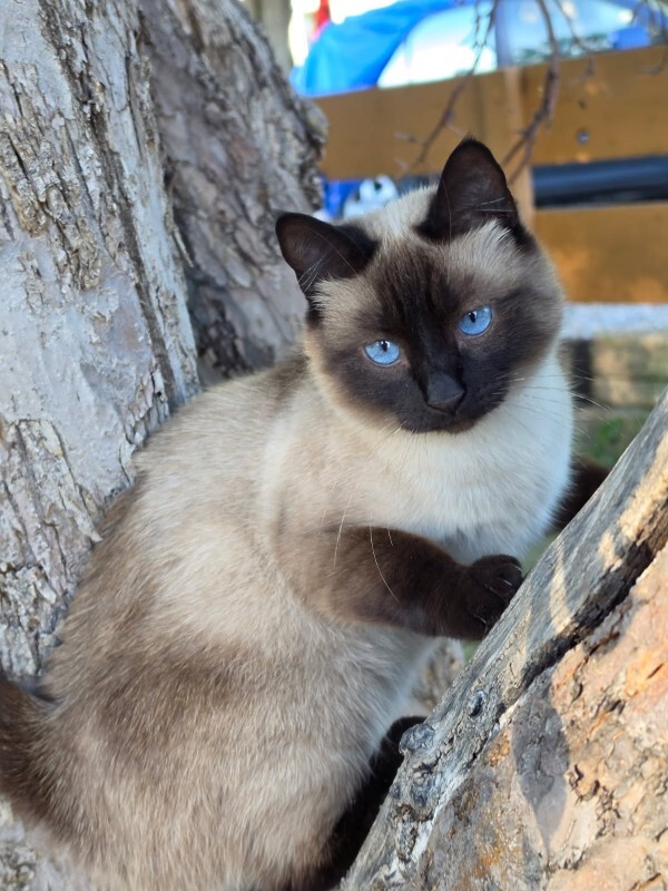 Picture of the Animal Listed