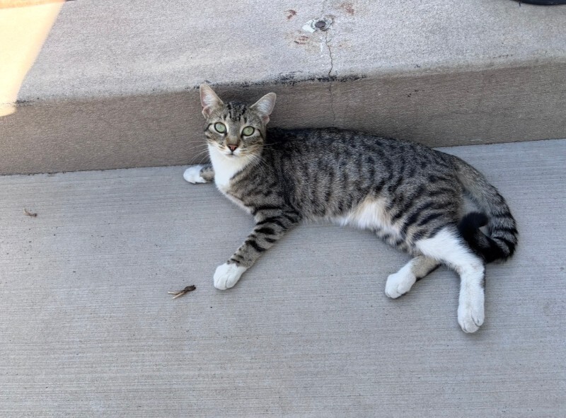 Picture of the Animal Listed