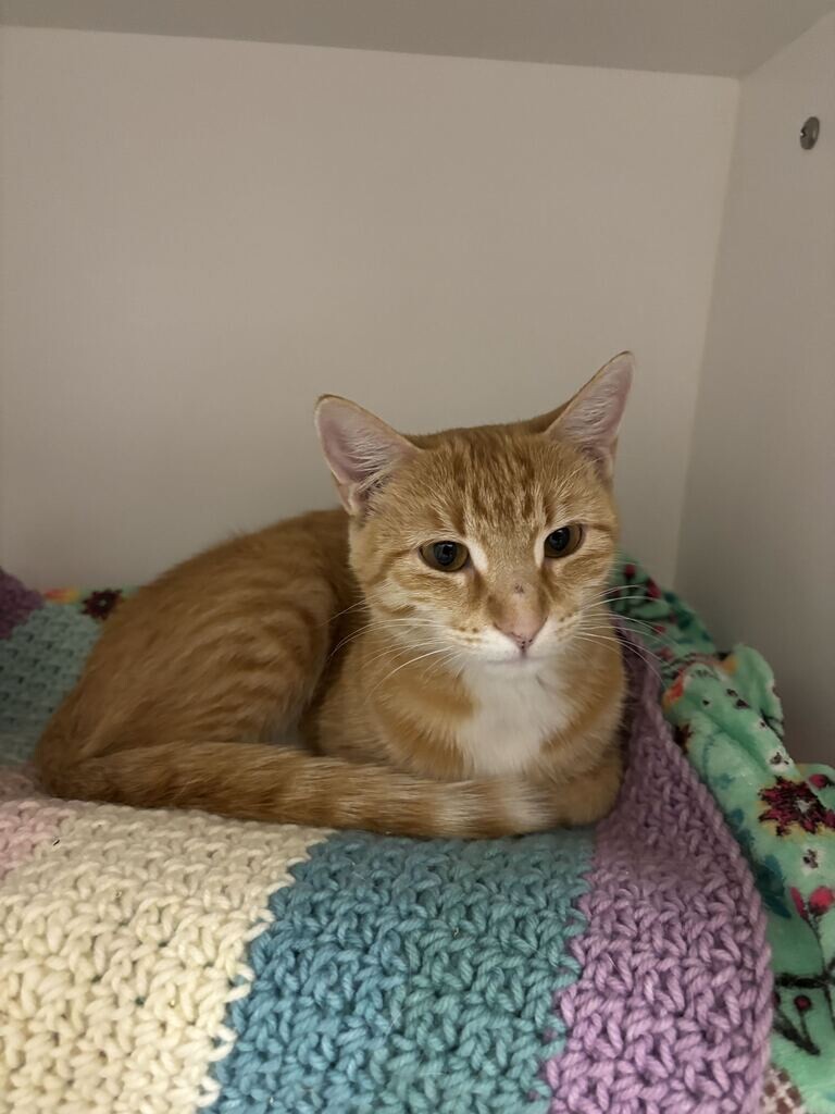 Picture of the Animal Listed