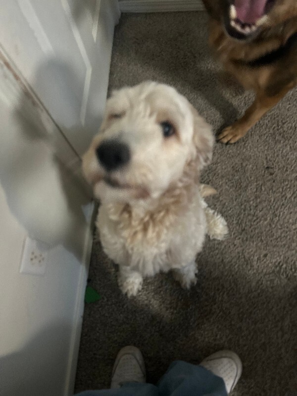 Picture of the Animal Listed