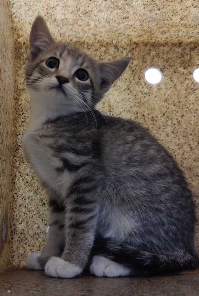 Picture of the Animal Listed