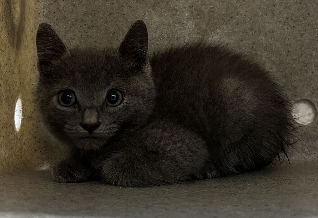Picture of the Animal Listed