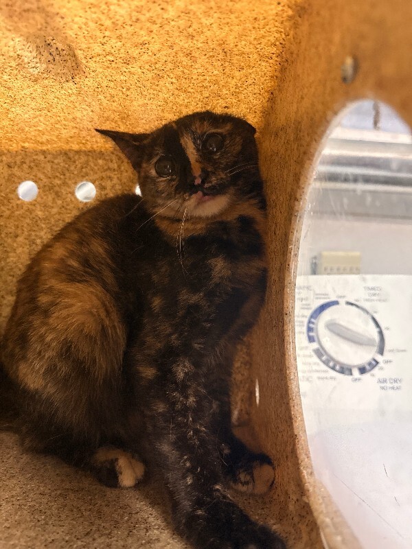 Picture of the Animal Listed