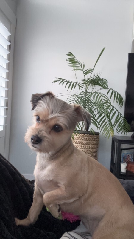 Picture of the Animal Listed