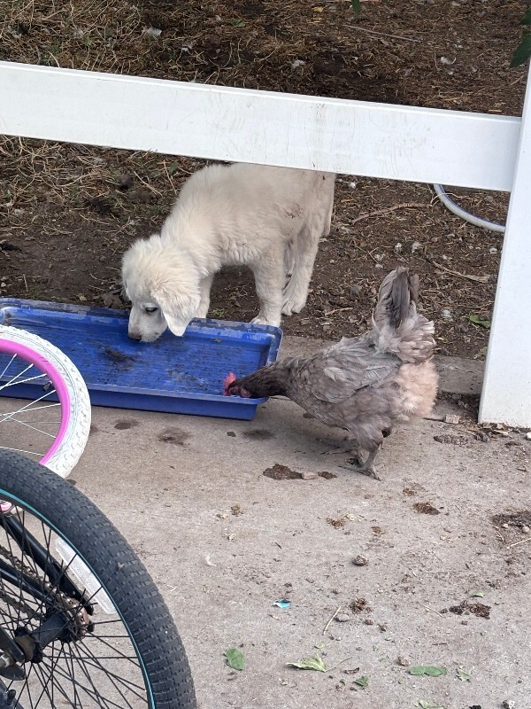 Picture of the Animal Listed