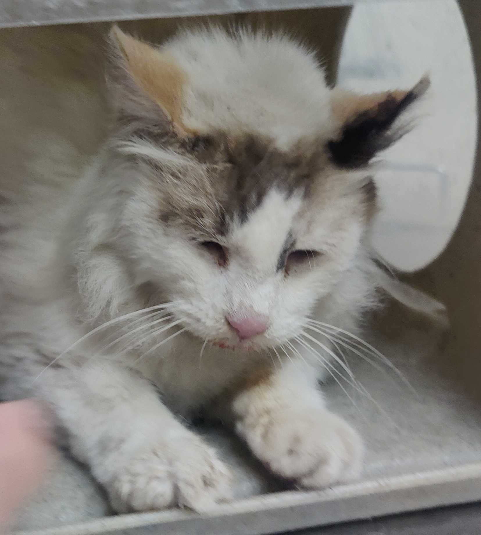 Picture of the Animal Listed