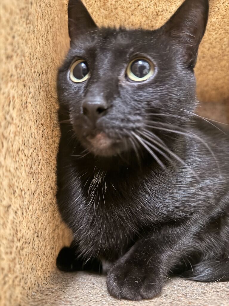 Picture of the Animal Listed