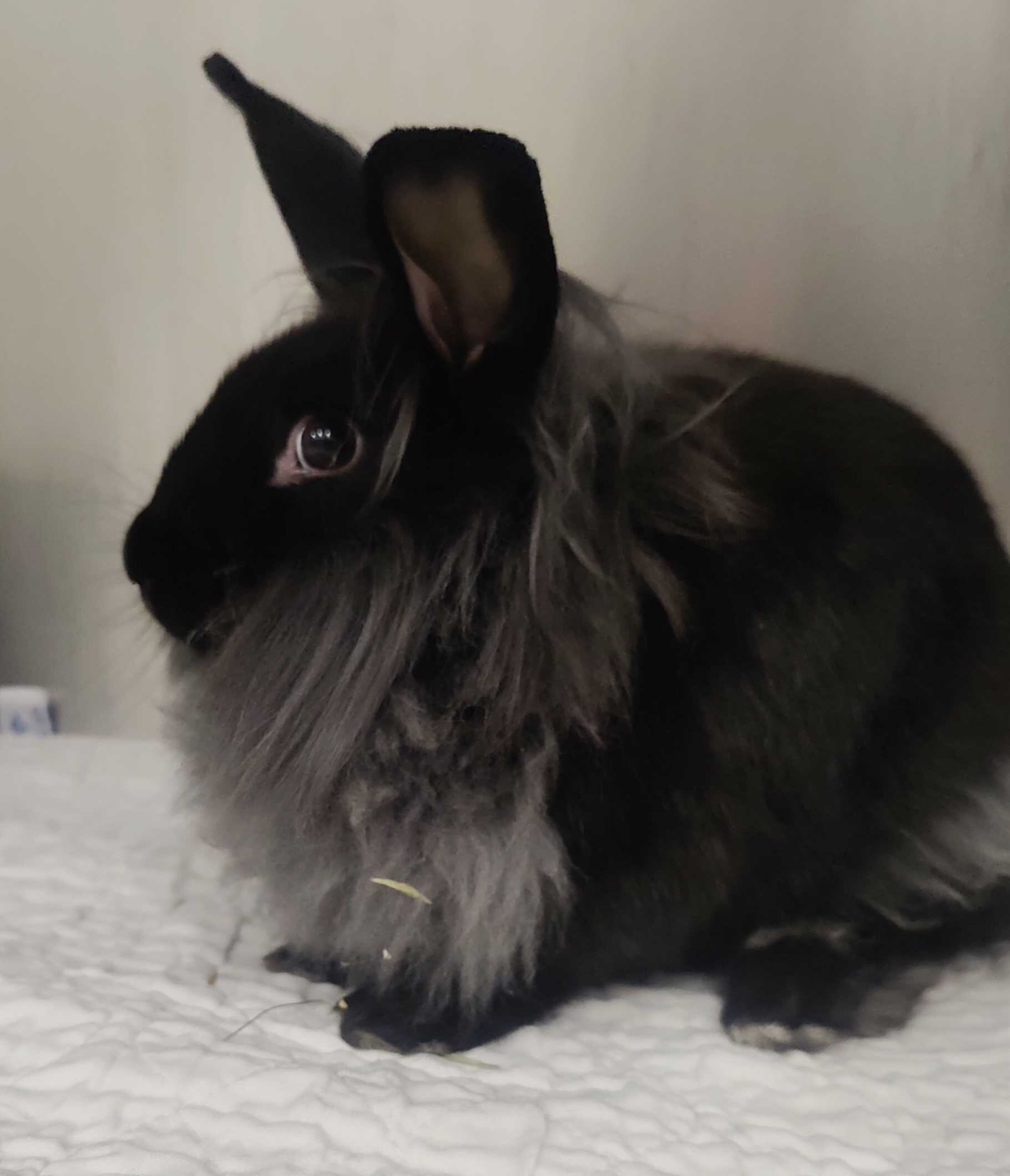 Picture of the Animal Listed