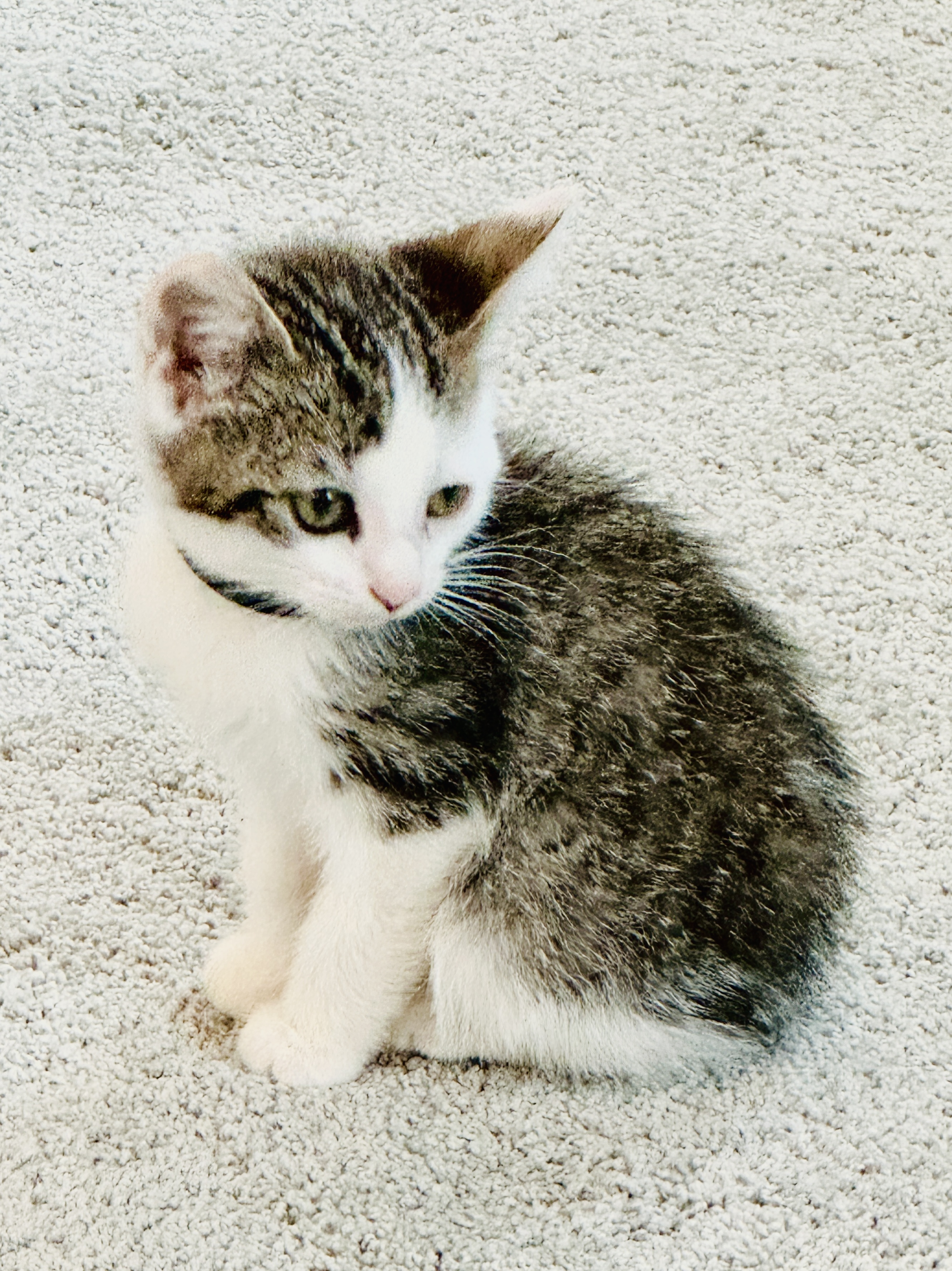 Picture of the Animal Listed