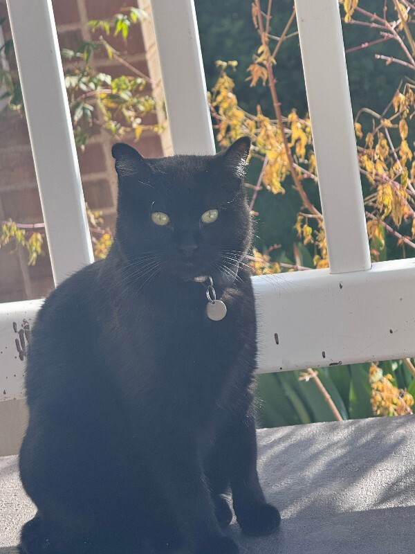 Picture of the Animal Listed