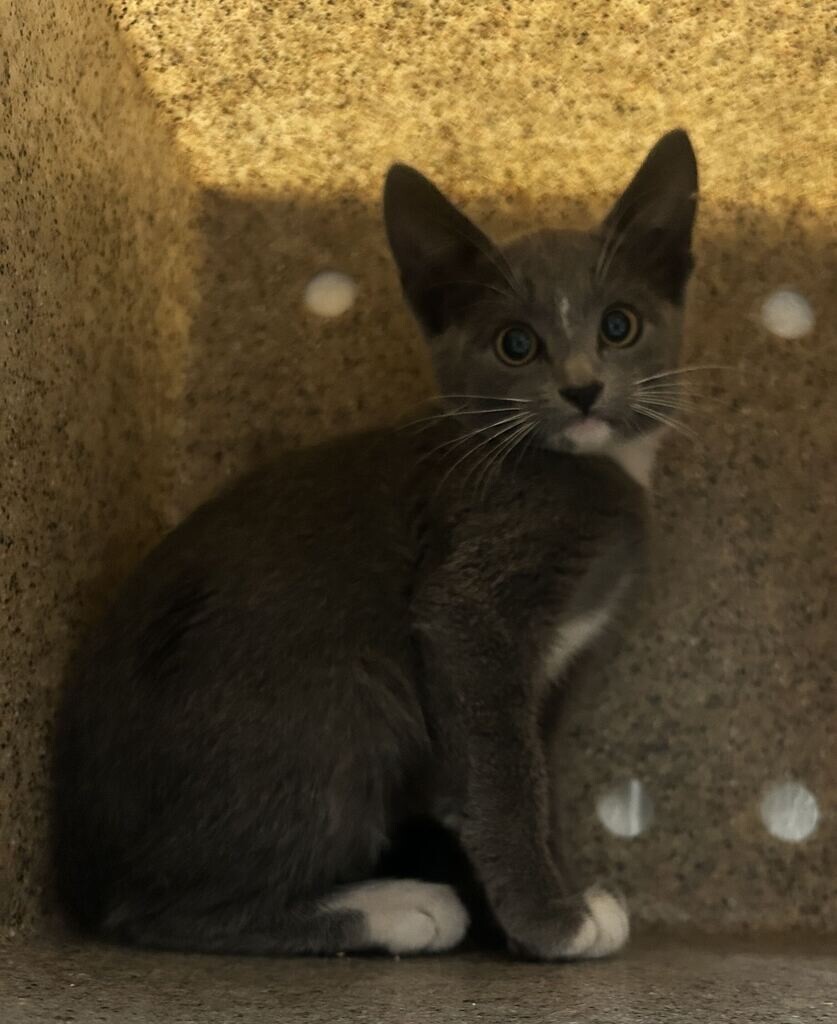 Picture of the Animal Listed