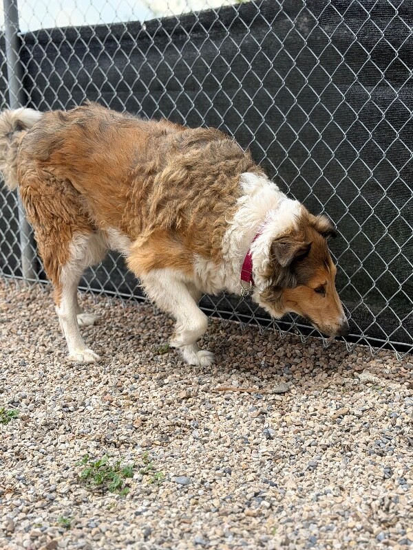 Picture of the Animal Listed