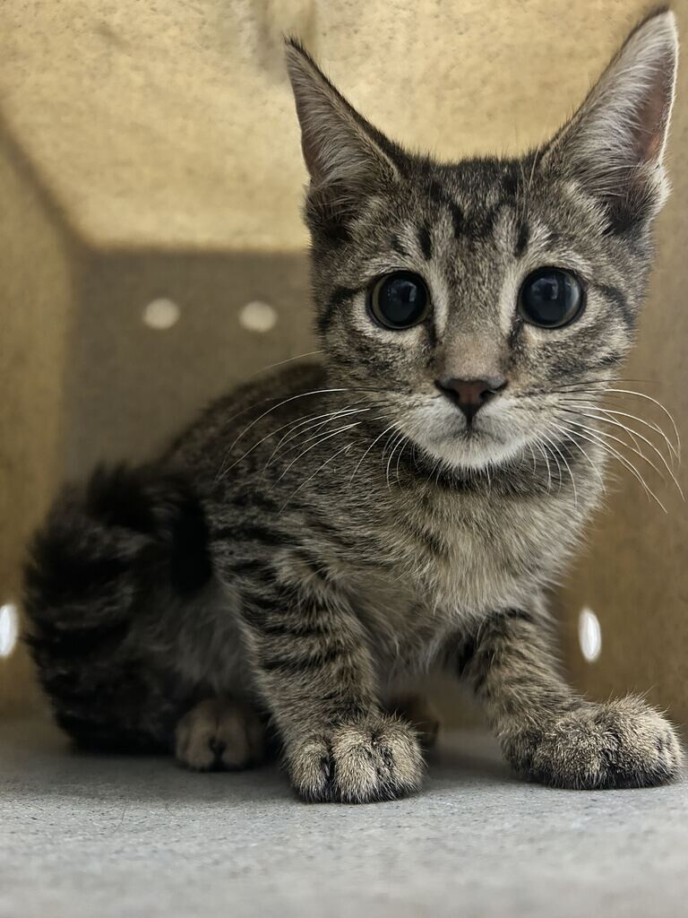 Picture of the Animal Listed