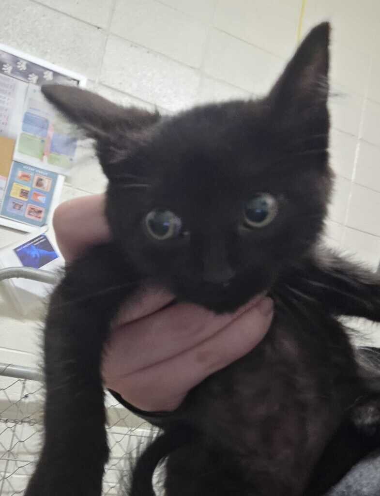 Picture of the Animal Listed