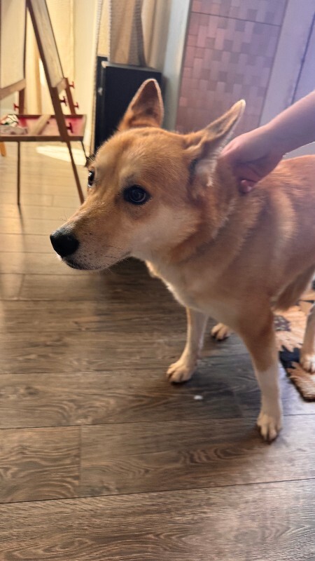 Picture of the Animal Listed