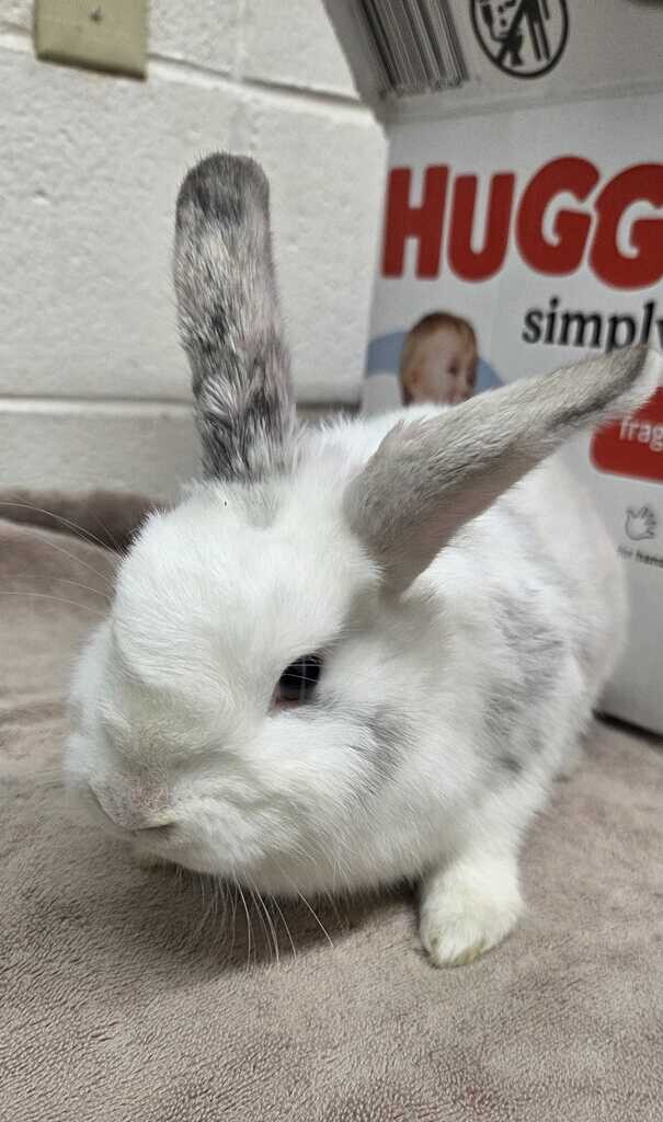 Picture of the Animal Listed