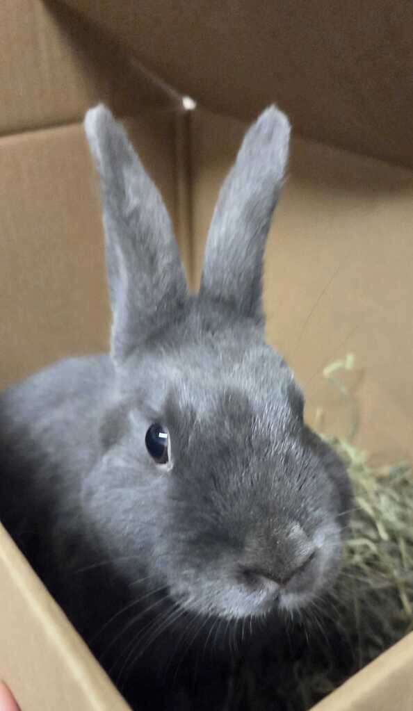 Picture of the Animal Listed