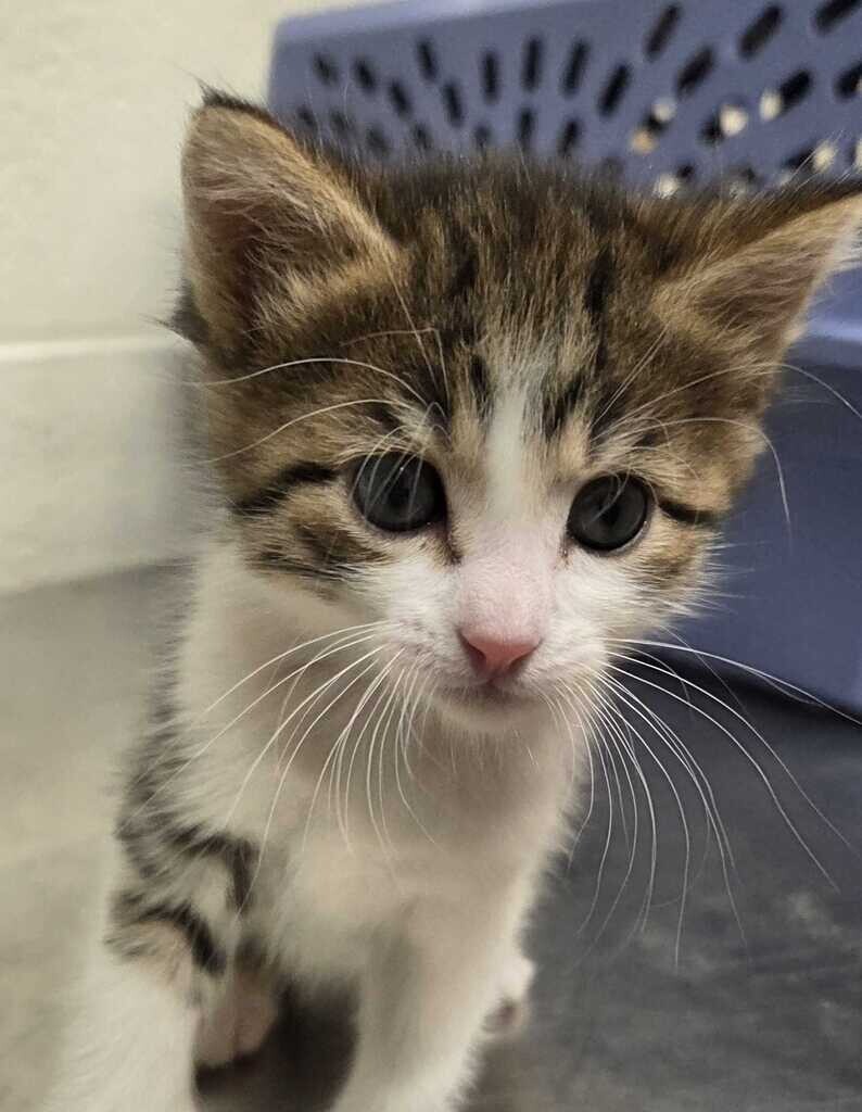 Picture of the Animal Listed