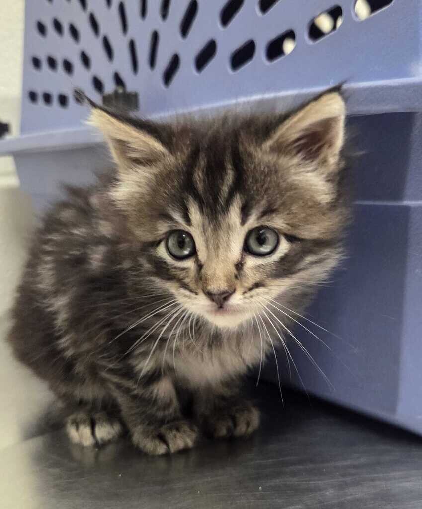 Picture of the Animal Listed