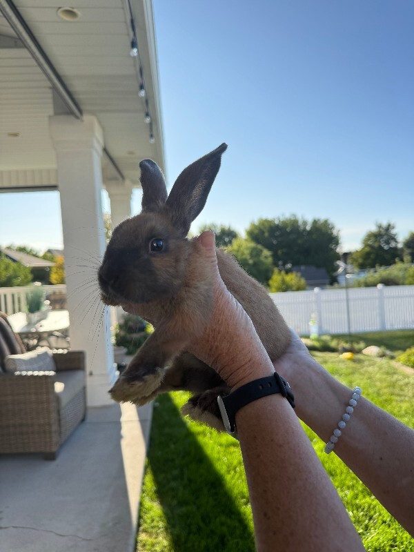 Picture of the Animal Listed
