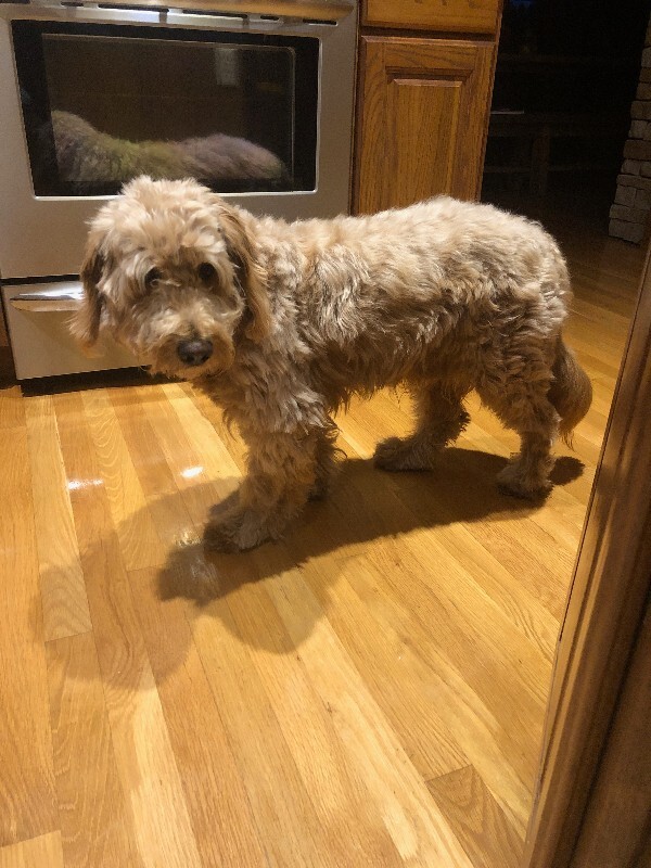 Picture of the Animal Listed