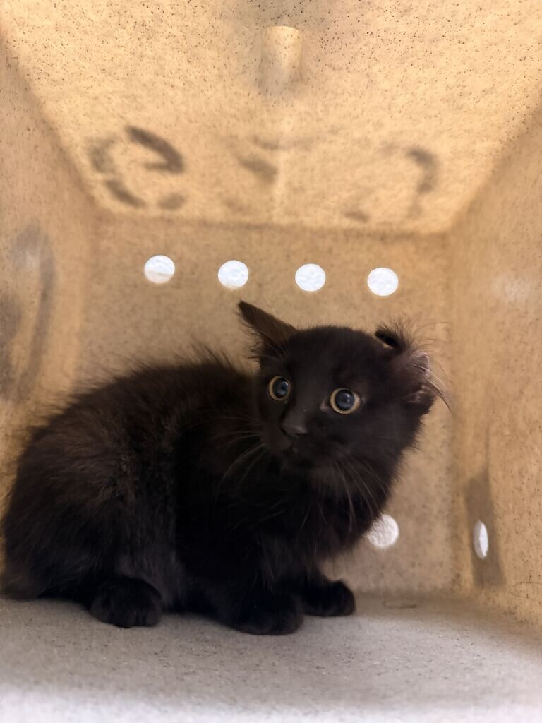 Picture of the Animal Listed