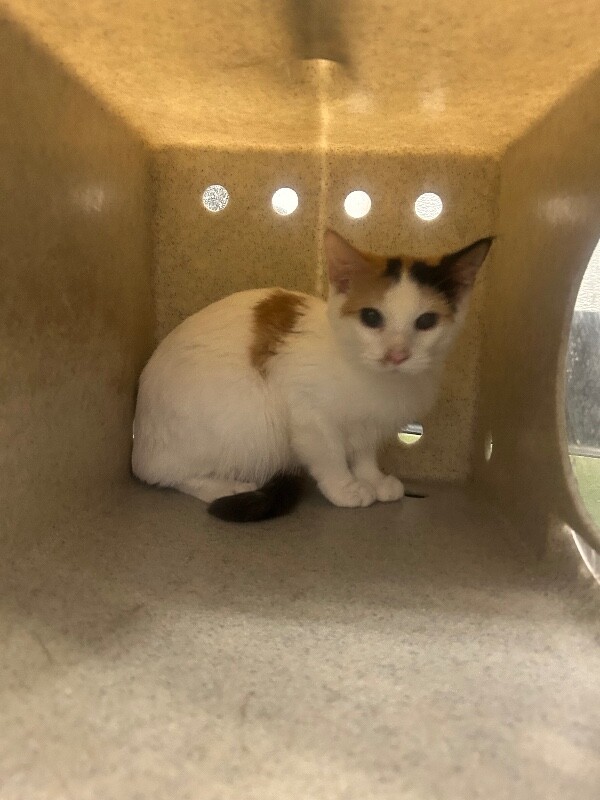 Picture of the Animal Listed
