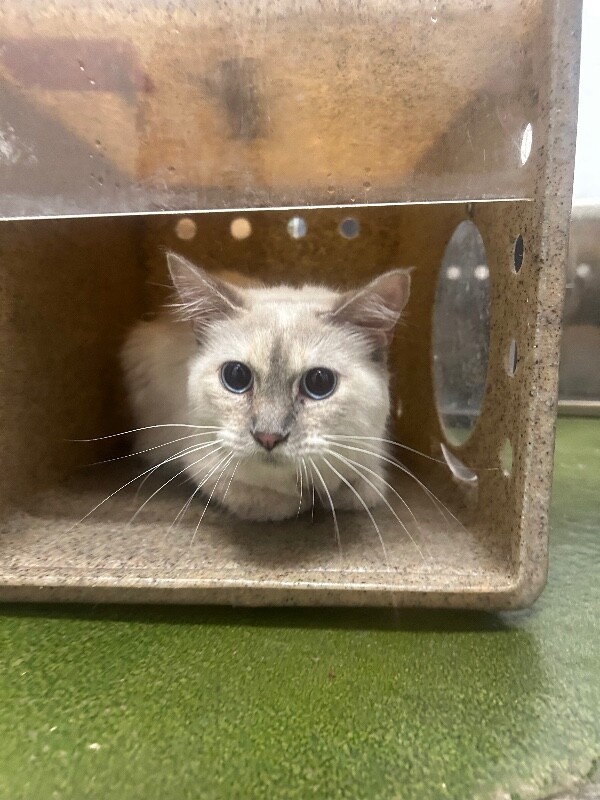 Picture of the Animal Listed