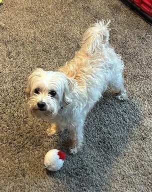 Picture of the Animal Listed