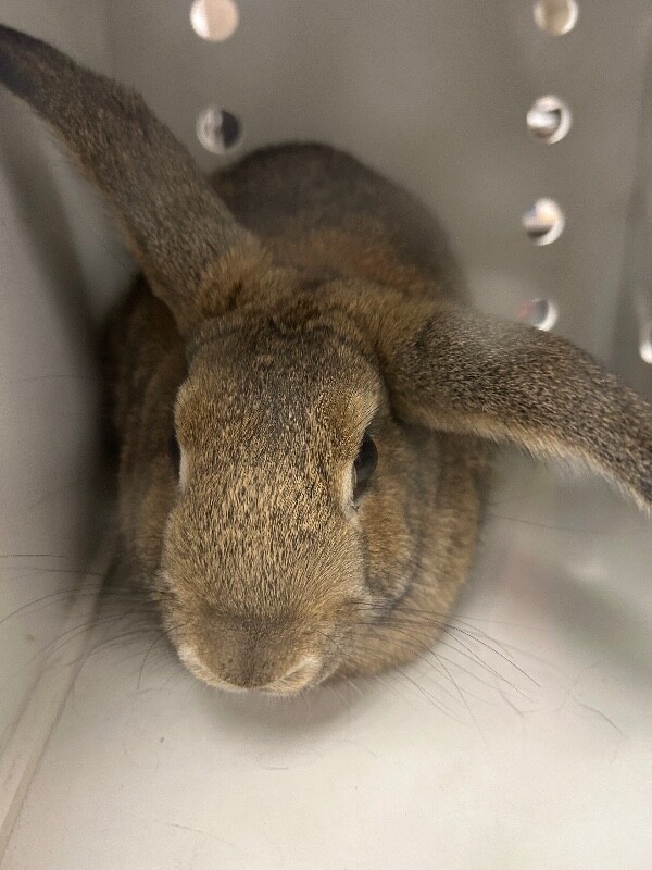 Picture of the Animal Listed