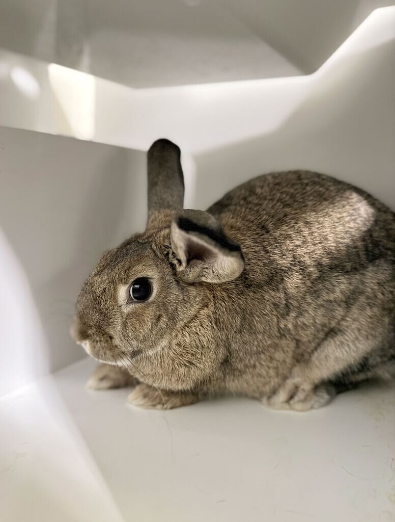 Picture of the Animal Listed