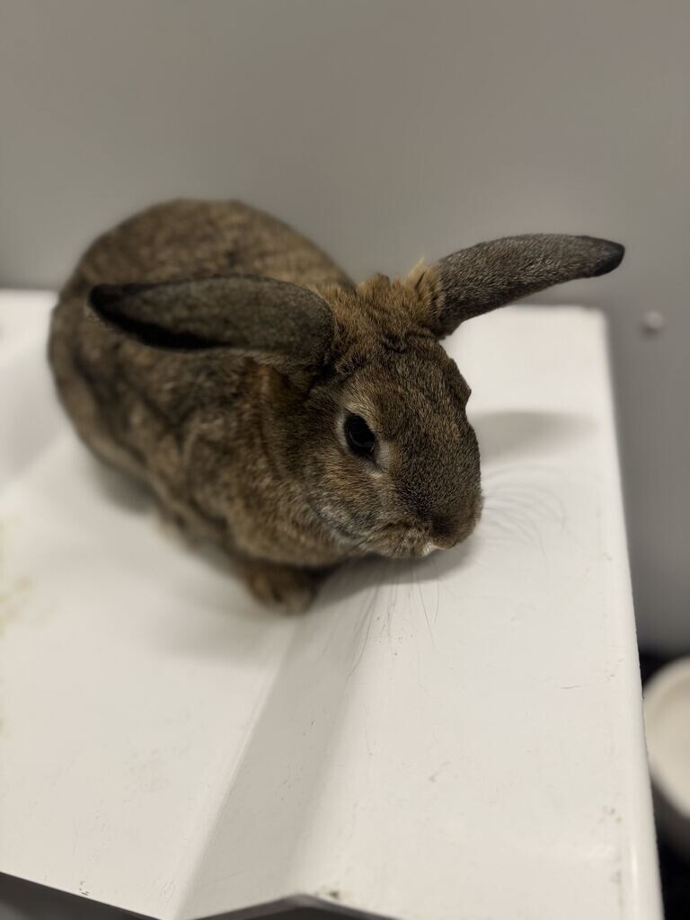 Picture of the Animal Listed