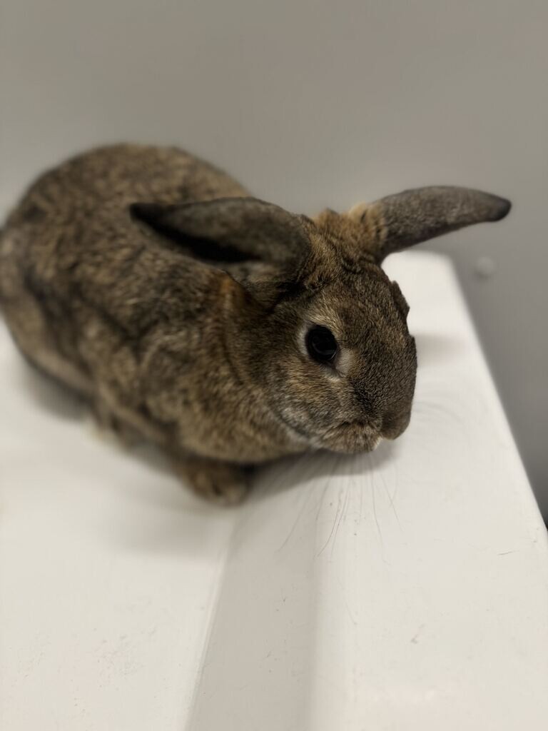 Picture of the Animal Listed