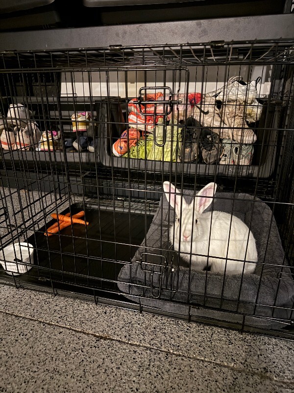 Picture of the Animal Listed