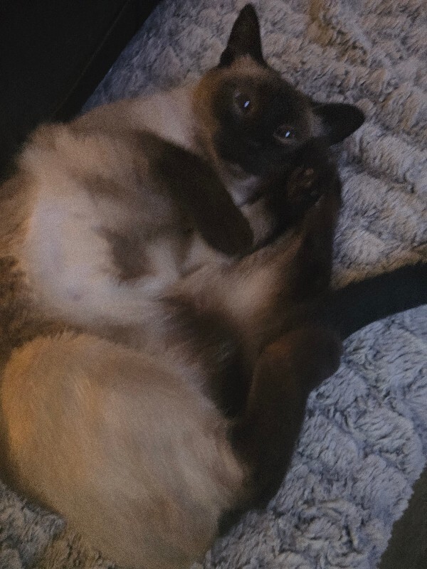 Picture of the Animal Listed