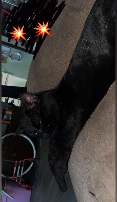 Picture of the Animal Listed